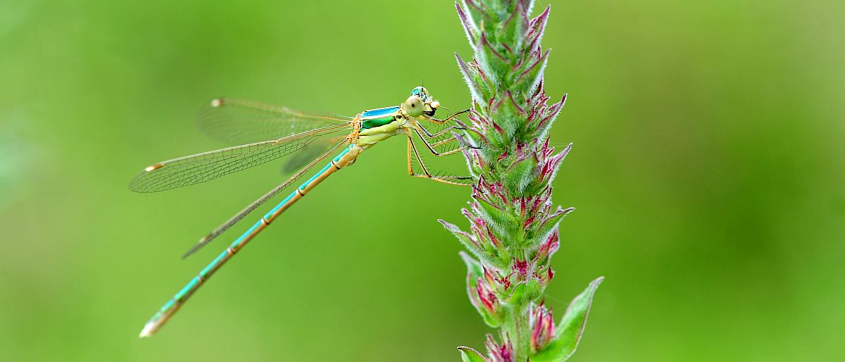 Lestidae? s, Lestes barbarus