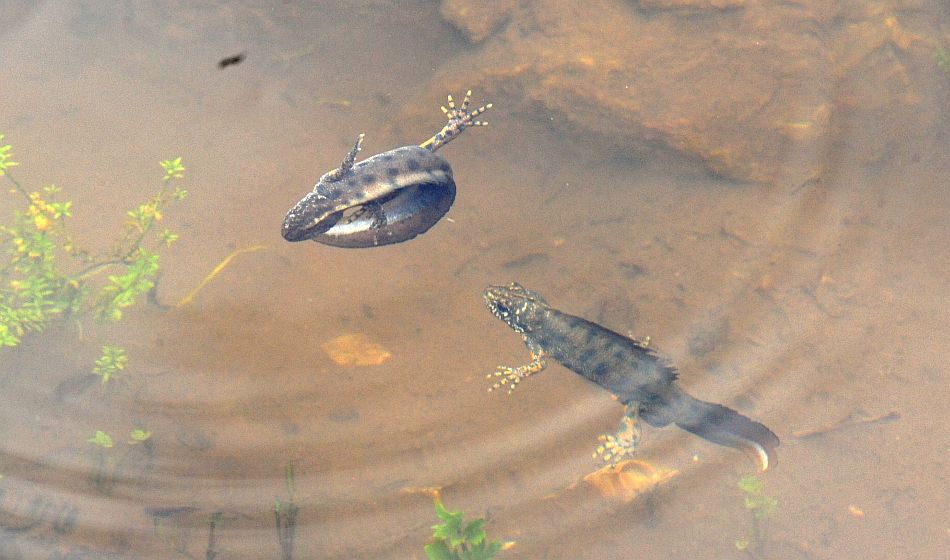 Triturus carnifex nel PNALM: corteggiamento e deposizione