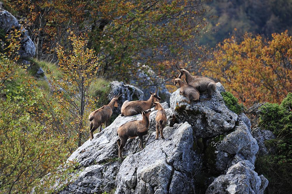 Camoscio d''Abruzzo Rupicapra pyrenaica ornata