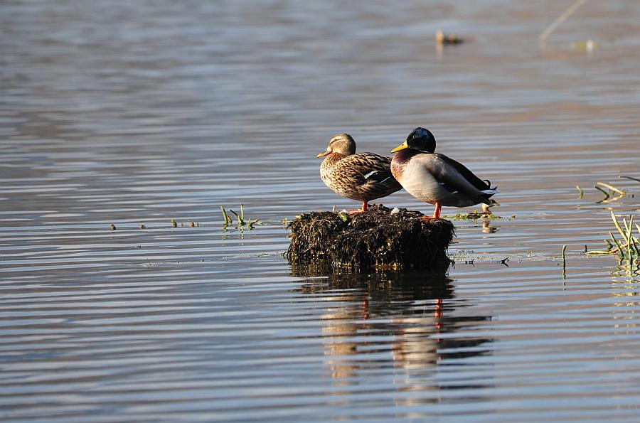 Rituali di corteggiamento di germano reale