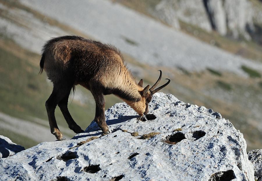 Camoscio d''Abruzzo Rupicapra pyrenaica ornata