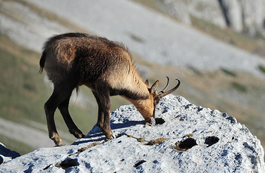Camoscio d''Abruzzo Rupicapra pyrenaica ornata
