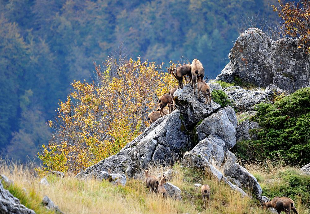Camoscio d''Abruzzo Rupicapra pyrenaica ornata