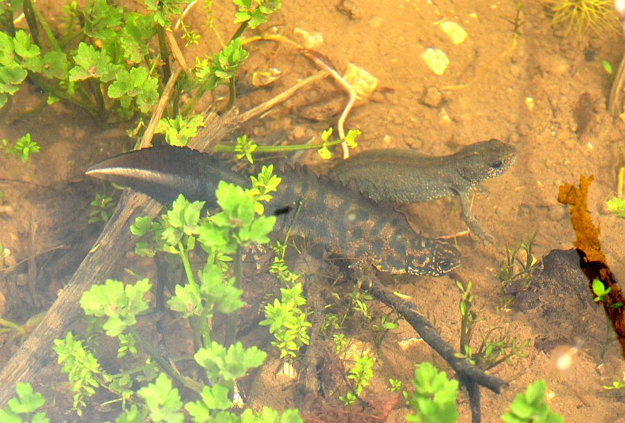 Triturus carnifex nel PNALM: corteggiamento e deposizione