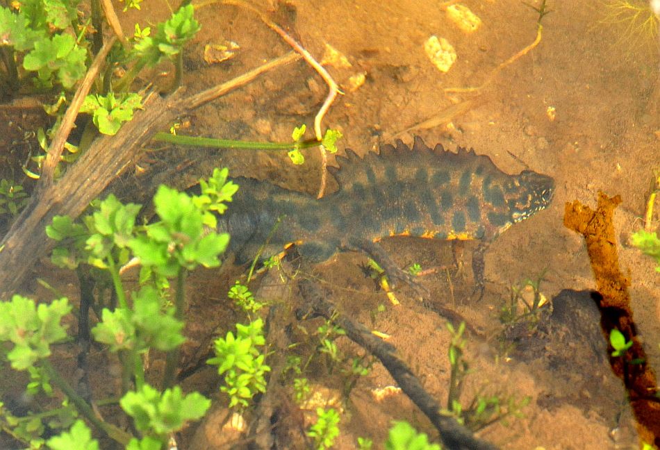 Triturus carnifex nel PNALM: corteggiamento e deposizione