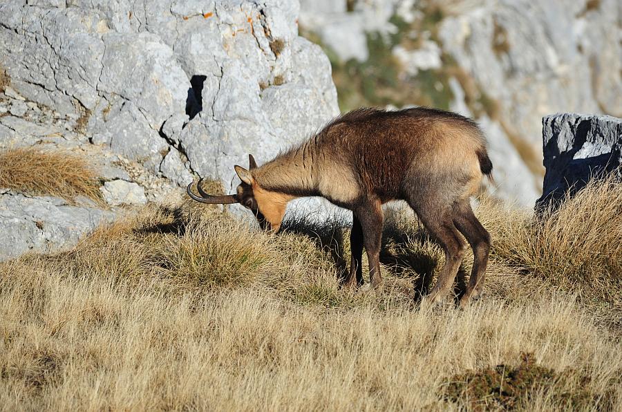 Camoscio d''Abruzzo Rupicapra pyrenaica ornata