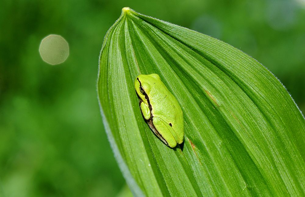 Hyla intermedia nel PNALM