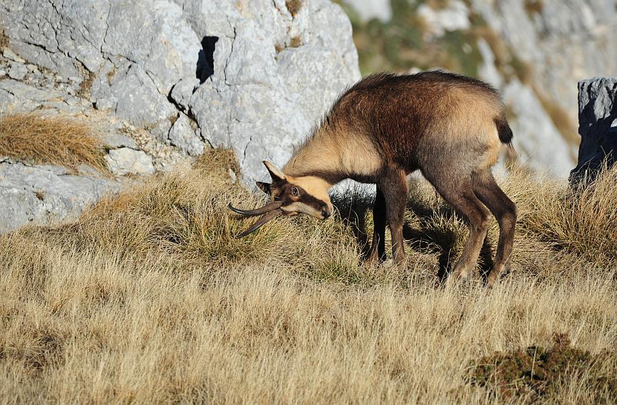 Camoscio d''Abruzzo Rupicapra pyrenaica ornata