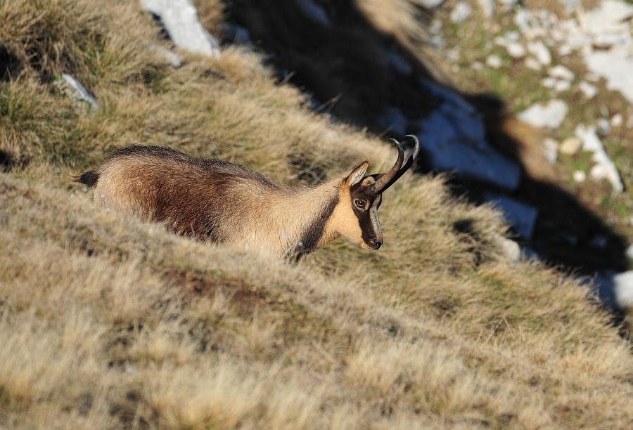 Camoscio d''Abruzzo Rupicapra pyrenaica ornata