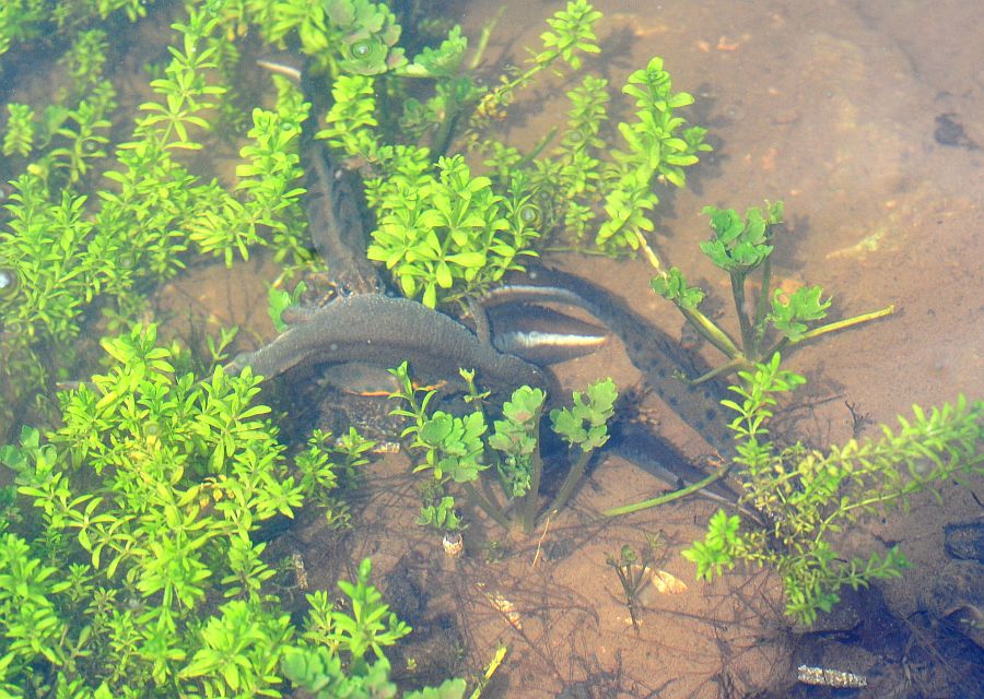 Triturus carnifex nel PNALM: corteggiamento e deposizione