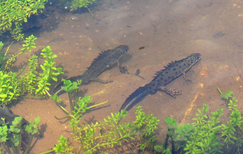 Triturus carnifex nel PNALM: corteggiamento e deposizione