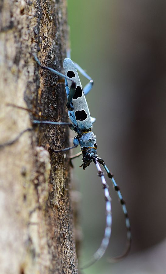 Rosalia alpina