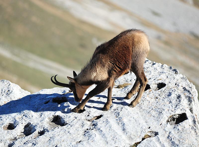 Camoscio d''Abruzzo Rupicapra pyrenaica ornata