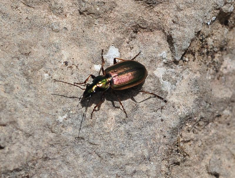 Chlaenius sp.? No. Agonum marginatum