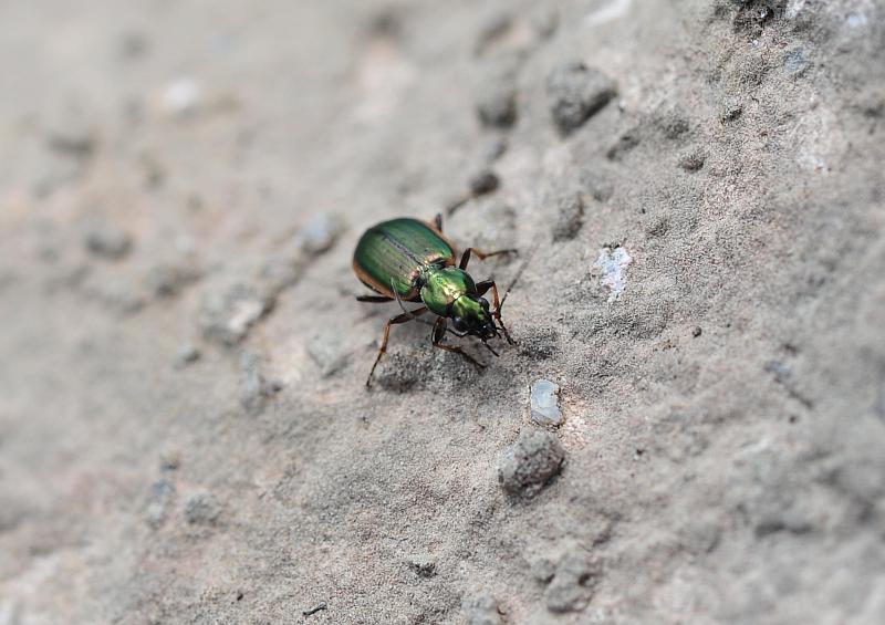 Chlaenius sp.? No. Agonum marginatum