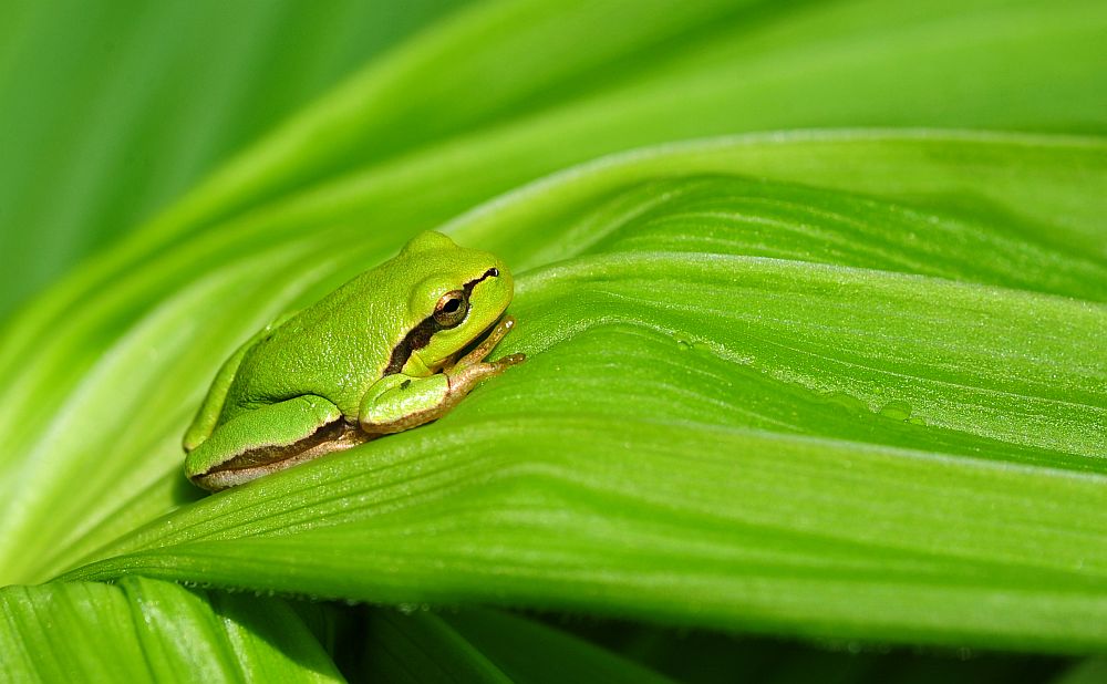 Hyla intermedia nel PNALM