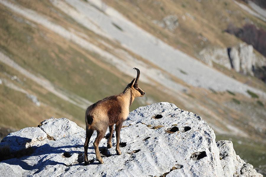 Camoscio d''Abruzzo Rupicapra pyrenaica ornata