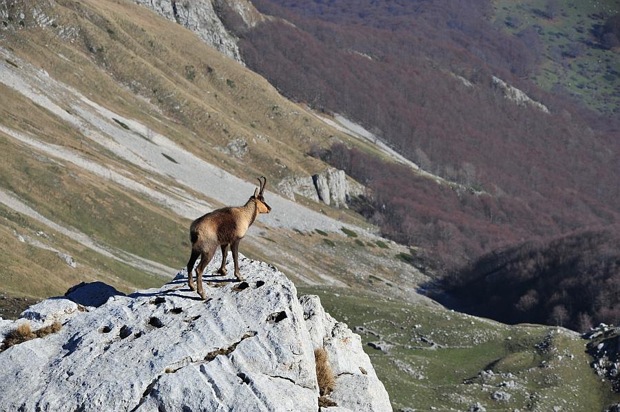 Camoscio d''Abruzzo Rupicapra pyrenaica ornata