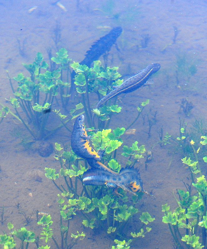 Triturus carnifex nel PNALM: corteggiamento e deposizione