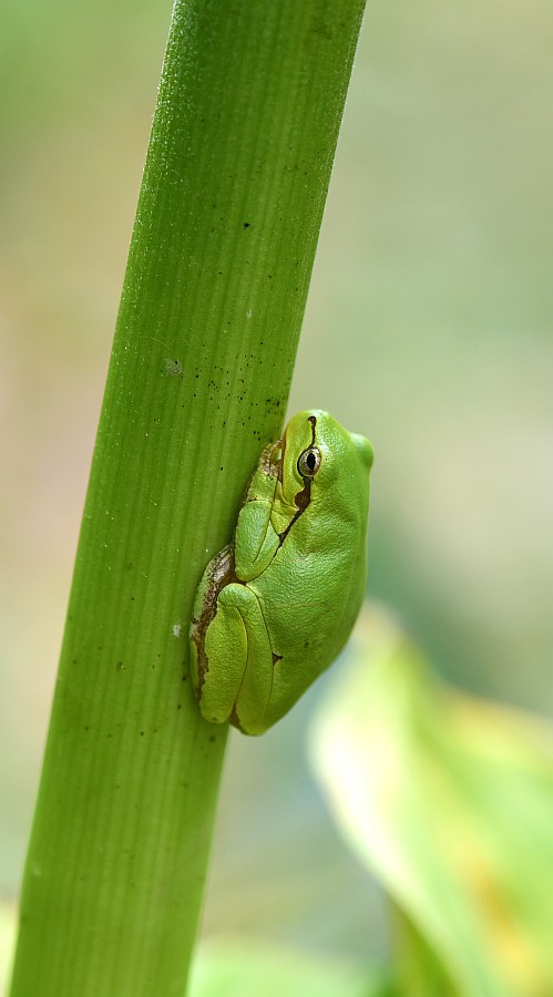 Cardi e raganelle