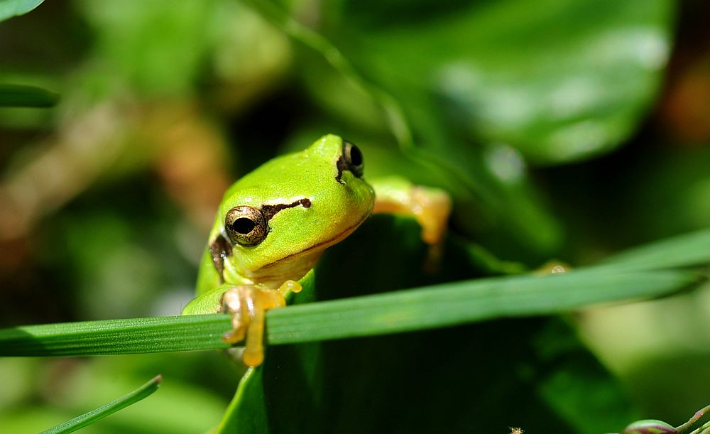 Hyla intermedia nel PNALM