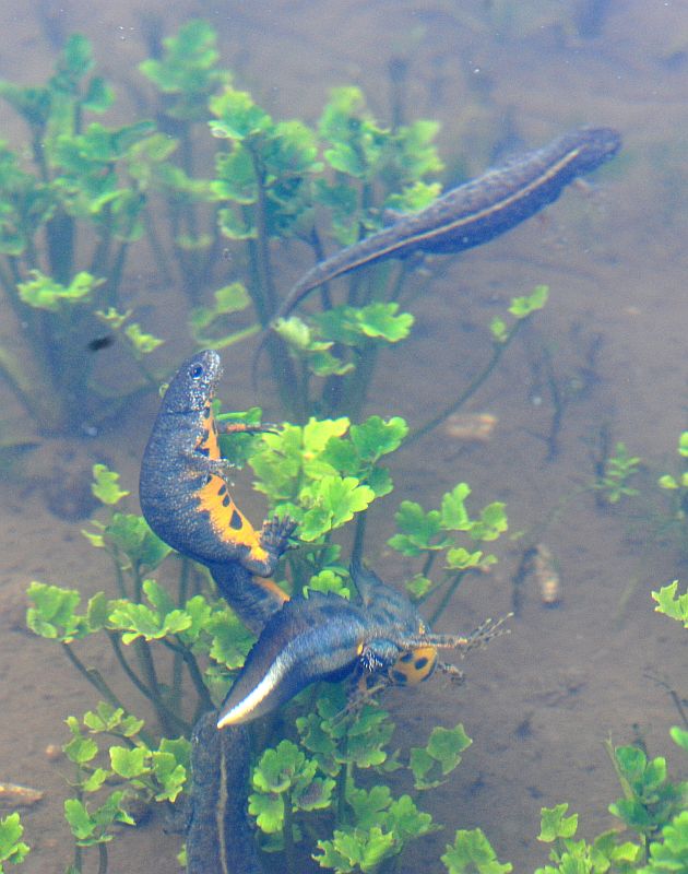 Triturus carnifex nel PNALM: corteggiamento e deposizione