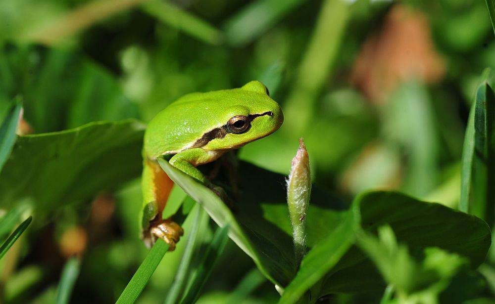 Hyla intermedia nel PNALM