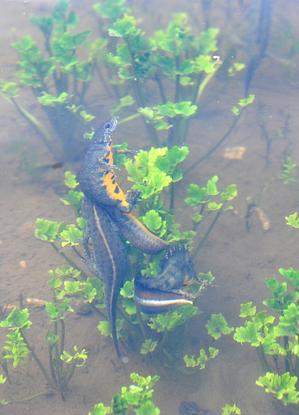 Triturus carnifex nel PNALM: corteggiamento e deposizione