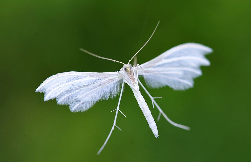 Pterophorus pentadactyla