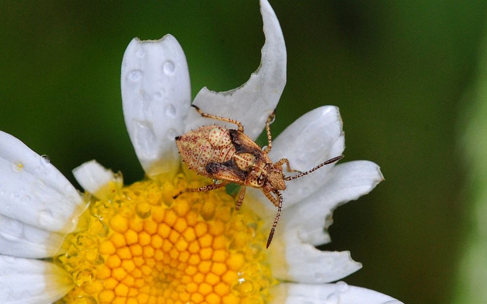 La vita in un fiore