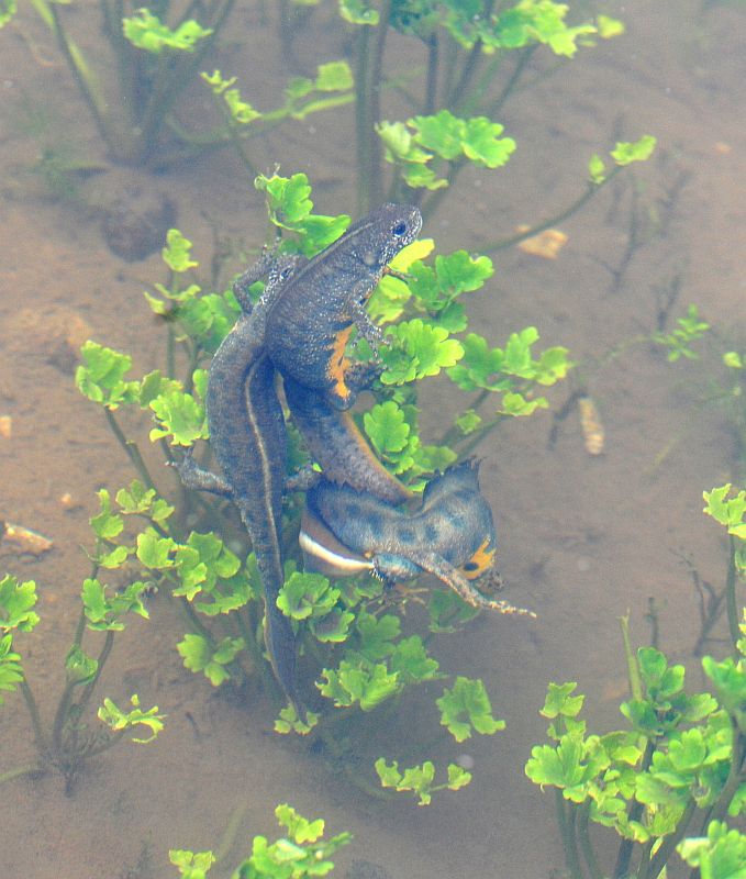 Triturus carnifex nel PNALM: corteggiamento e deposizione
