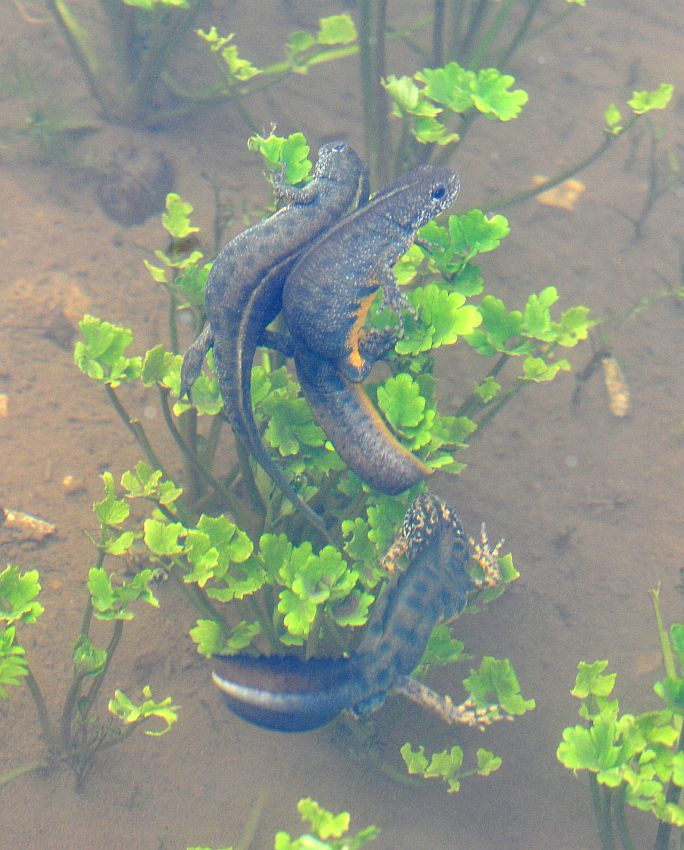 Triturus carnifex nel PNALM: corteggiamento e deposizione