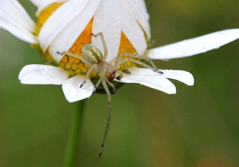 La vita in un fiore