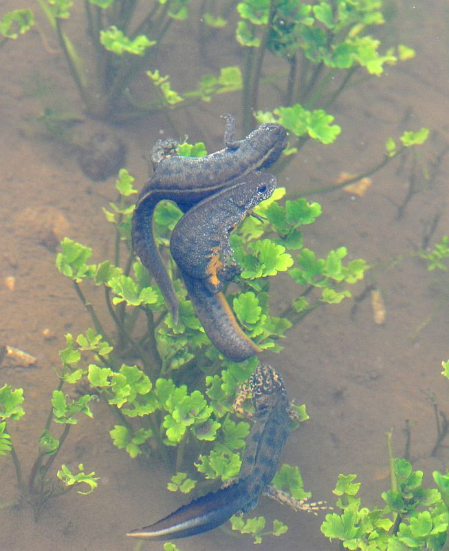 Triturus carnifex nel PNALM: corteggiamento e deposizione