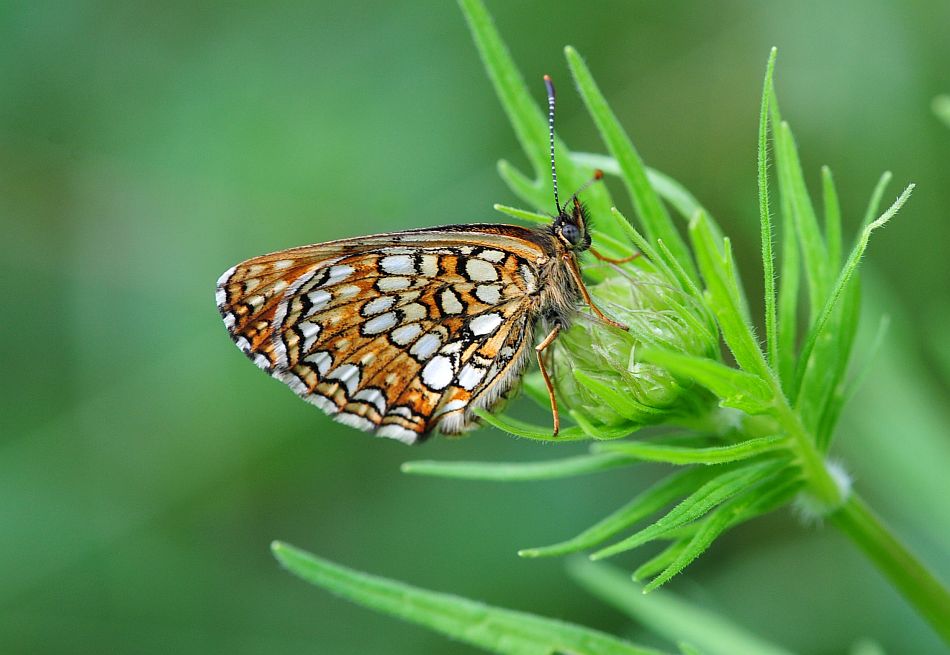 Melitaea athalia? No, Melitaea diamina