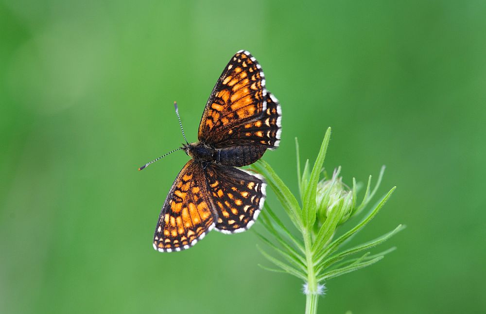 Melitaea athalia? No, Melitaea diamina