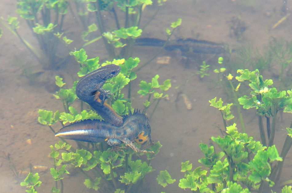 Triturus carnifex nel PNALM: corteggiamento e deposizione