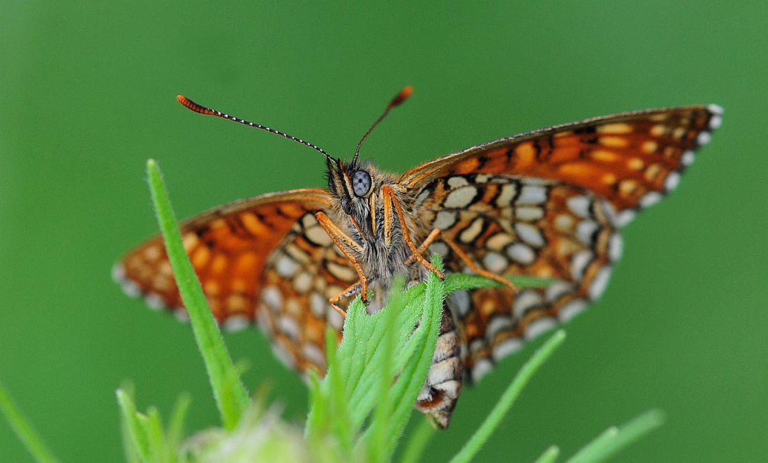 Melitaea athalia? No, Melitaea diamina