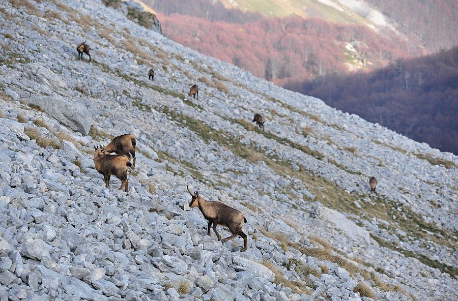 Camoscio d''Abruzzo Rupicapra pyrenaica ornata