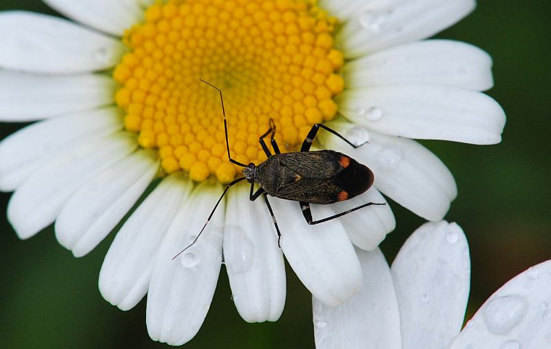 La vita in un fiore