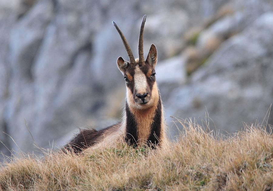 Camoscio d''Abruzzo Rupicapra pyrenaica ornata