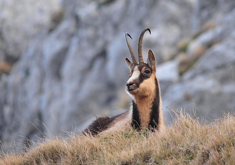 Camoscio d''Abruzzo Rupicapra pyrenaica ornata