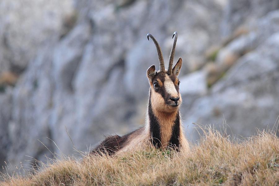 Camoscio d''Abruzzo Rupicapra pyrenaica ornata