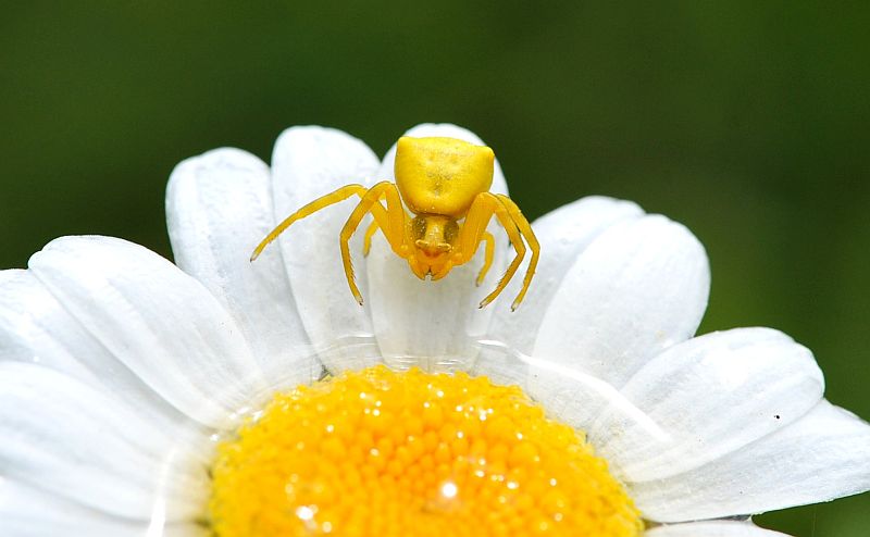 La vita in un fiore