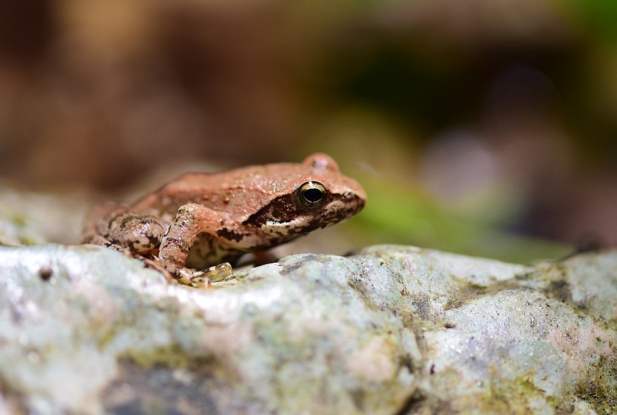 Rana italica