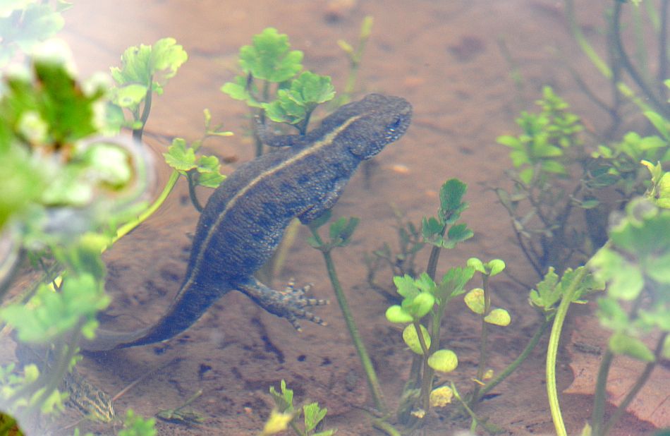 Triturus carnifex nel PNALM: corteggiamento e deposizione