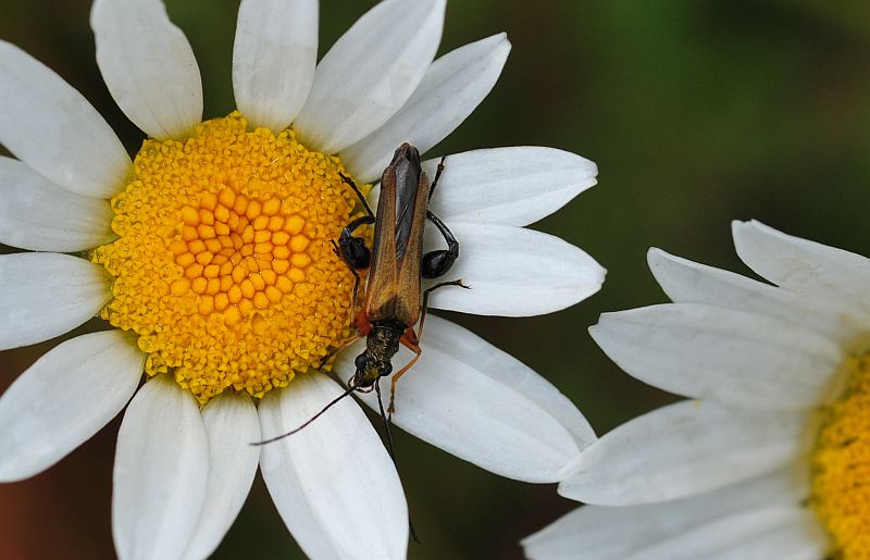 La vita in un fiore