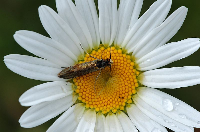 La vita in un fiore