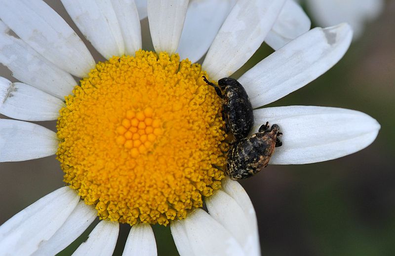 La vita in un fiore