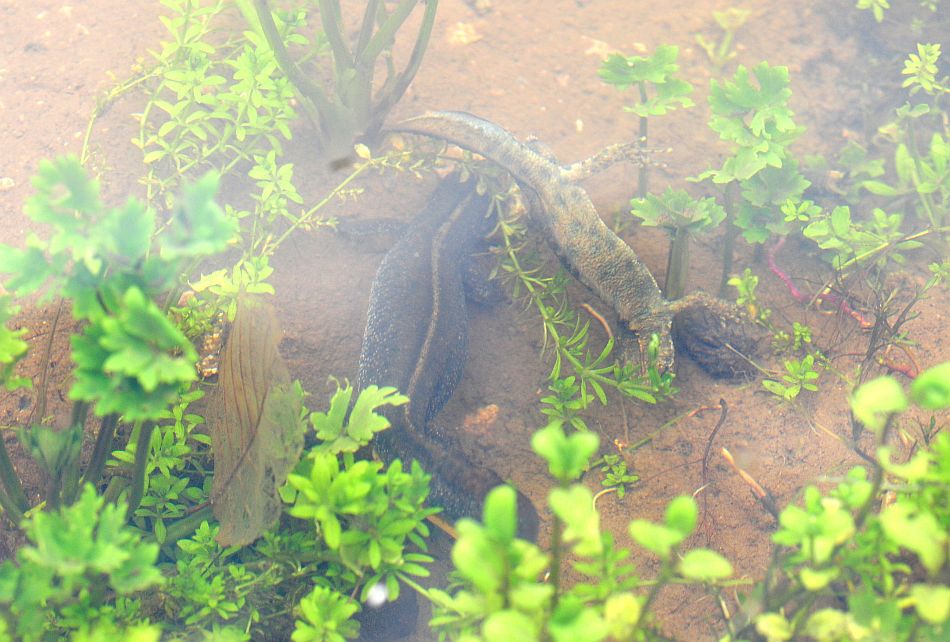 Triturus carnifex nel PNALM: corteggiamento e deposizione